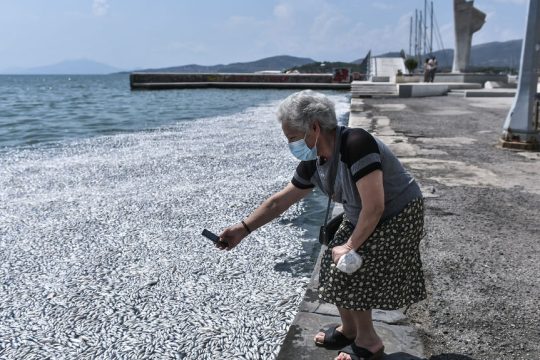 Βολιώτισσα φωτογραφίζει το αποτρόπαιο σκηνικό με τα χιλιάδες νεκρά ψάρια που ξεβράζονται στην ακτή